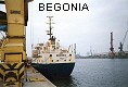 BEGONIA IMO7637498
