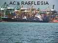 ACX RAFFLESIA IMO9159153